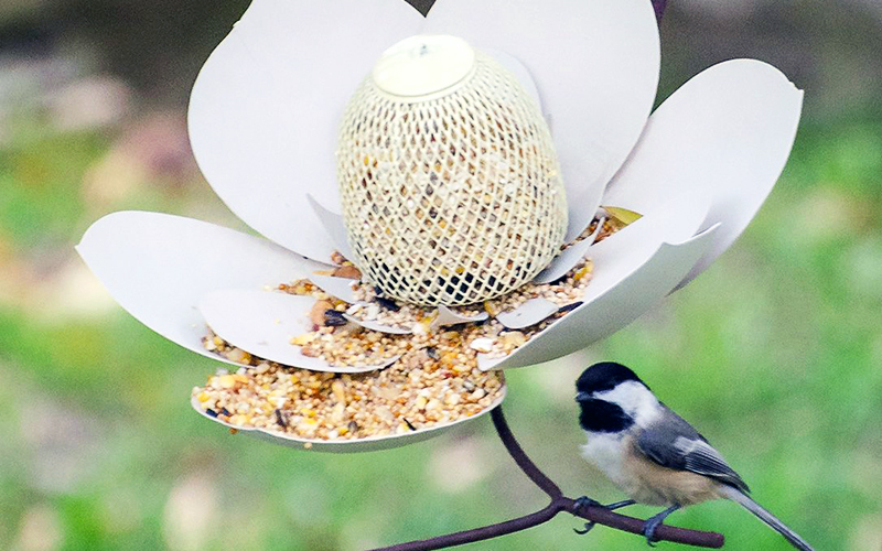 Backyard Bird Paradise