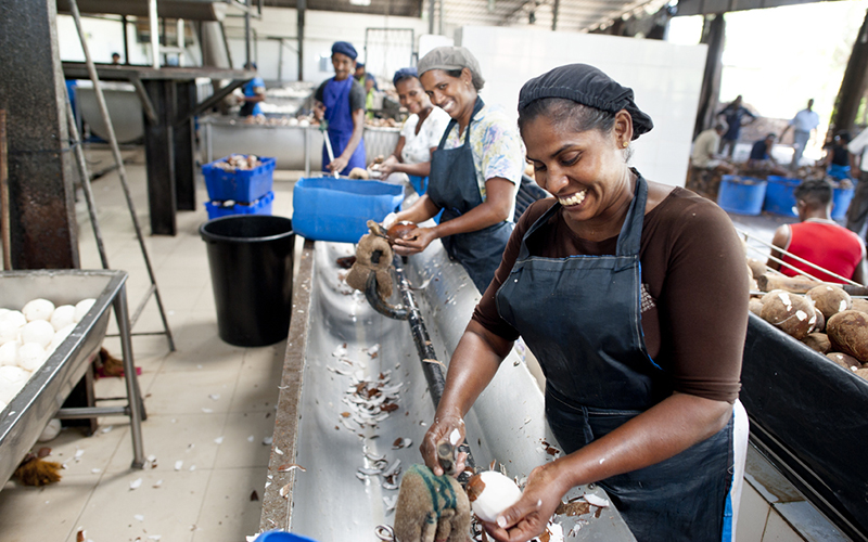 Image courtesy Dr. Bronner's Sri Lanka Coconut Oil Fair Trade Gallery